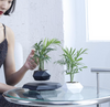 The Profloat Levitating Plant Holder